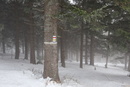 Galerie - snímek č. 7 zimní les