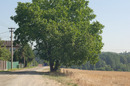 Galerie - snímek č. 6 strom