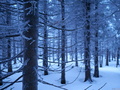 Galerie - snímek č. 5 zimní les