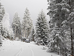 Galerie - snímek č. 3 les v zimě